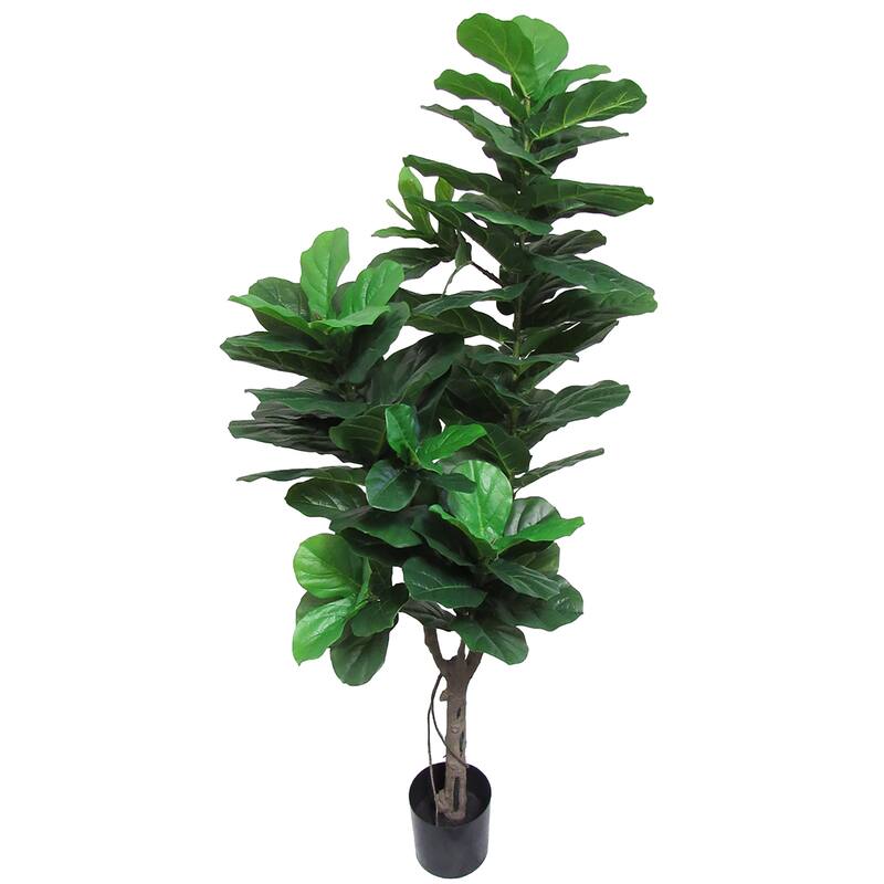 6ft Real Touch Artificial Fiddle Leaf Fig Tree Plant in Black Pot - 72" H x 31" W x 25" DP
