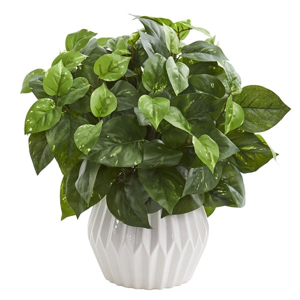 philodendron little hope Philodendron Selloum 'hope' -Philodendron bipinnatifidum main image 0