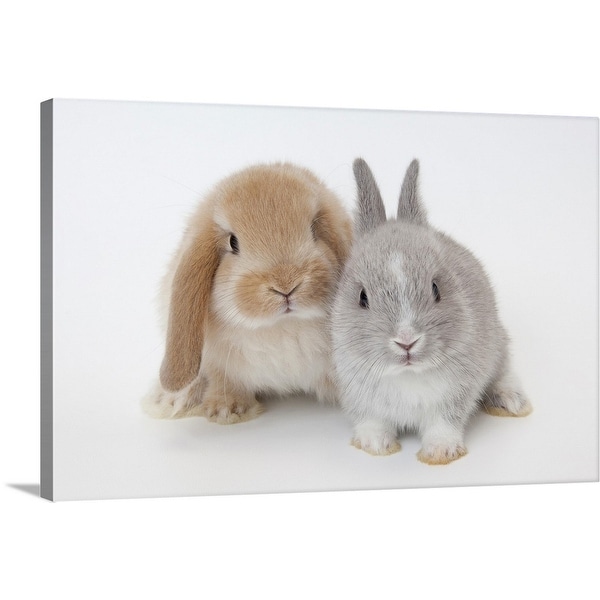 Two rabbits, Netherland Dwarf 