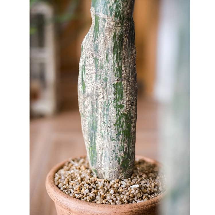 RusticReach Artificial Plant Morelos Cactus