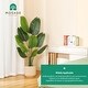 preview thumbnail 4 of 5, 5FT Artificial Plant,Tall Fake Tropical Palm Tree w/Woven Seagrass Basket, Realistic Faux Tree, 10 Detachable Trunks Silk Plants
