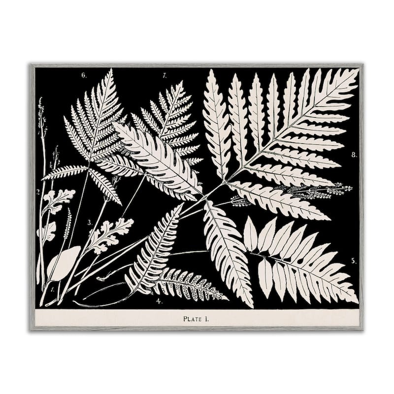 Stupell Overlapping Ferns on Black Framed Giclee Art Design By Phillipa Katz - 30 x 24 - Grey