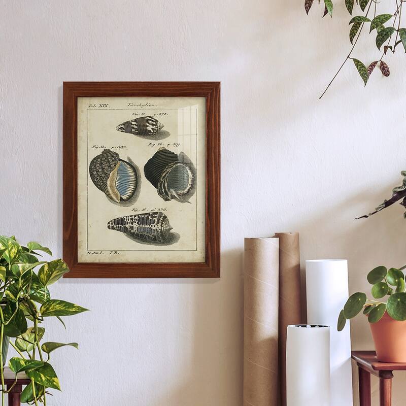 Vintage Shell Study III -Framed Print w/glass-Cherry Red