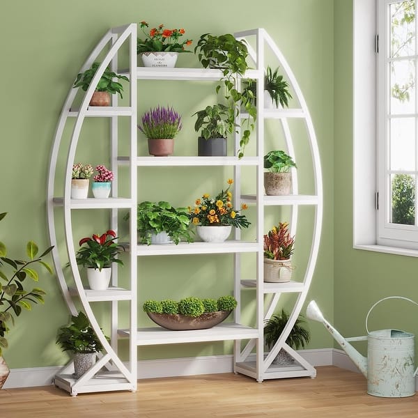 buy philodendron cordatum Philodendron cordatum 'Silver Stripe' – The Victorian Atlanta main image 1