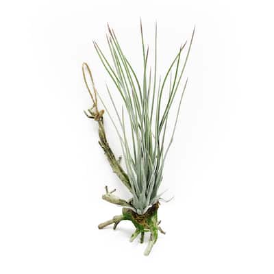 Frosted Green Artificial Tillandsia Succulent Hanging Air Plant 11.75in - Frosted Green - 11.75" H x 5" W x 5" DP