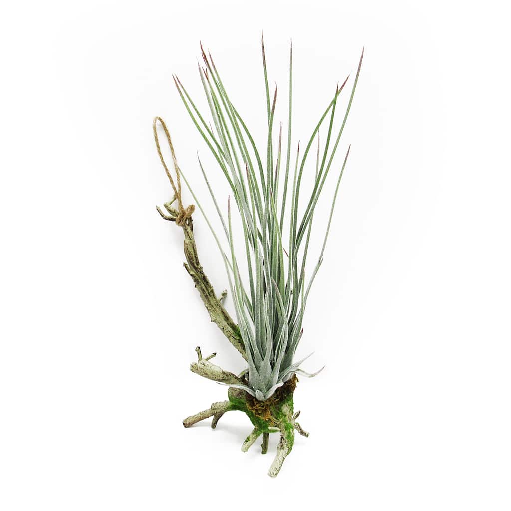 Frosted Green Artificial Tillandsia Succulent Hanging Air Plant 11.75in - Frosted Green - 11.75" H x 5" W x 5" DP