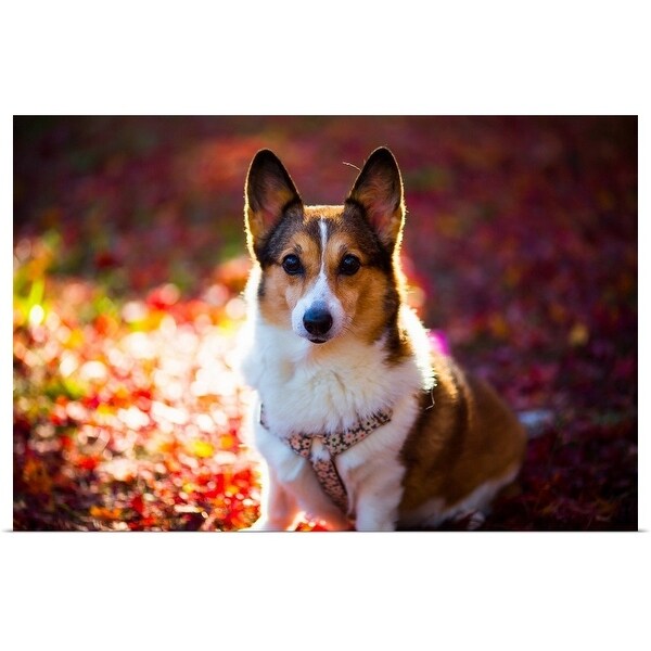 "Pembroke Welsh Corgi on a day of autumn" Poster Print