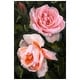 preview thumbnail 11 of 17, Empire Art Direct Ethereal Roses I Printed Tempered Glass Wall Art 48" x 32" B