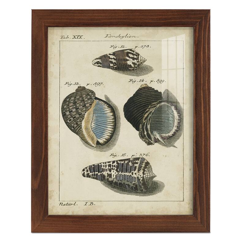 Vintage Shell Study III -Framed Print w/glass-Cherry Red