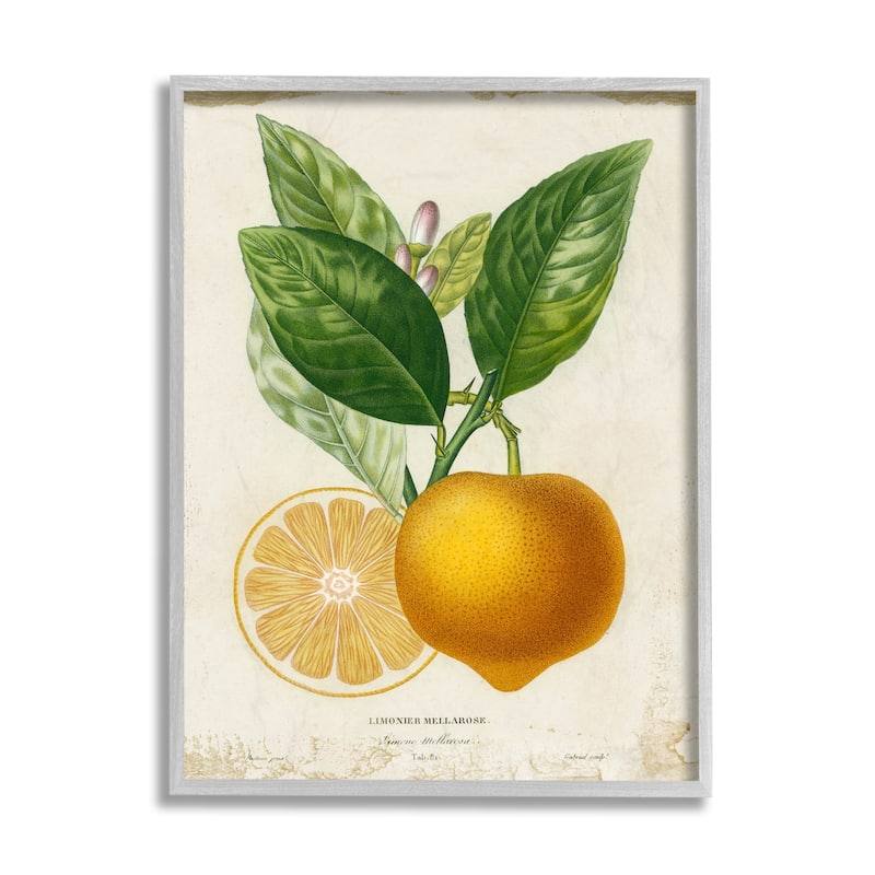 Stupell Vibrant French Lemon Illustration Green Vine Framed Wall Art - 16 x 20 - Grey