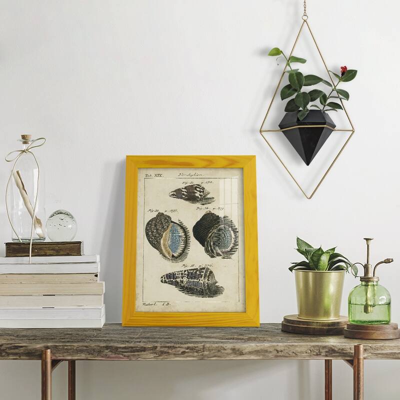 Vintage Shell Study III -Framed Print w/glass-Cherry Red