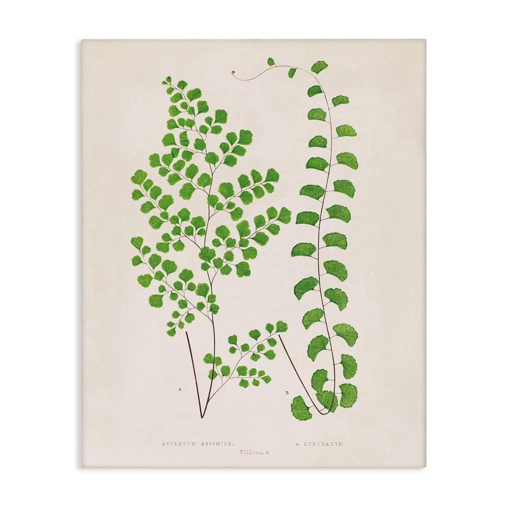 Stupell Vivid Green Ferns Study Canvas Wall Art Design By Phillipa Katz
