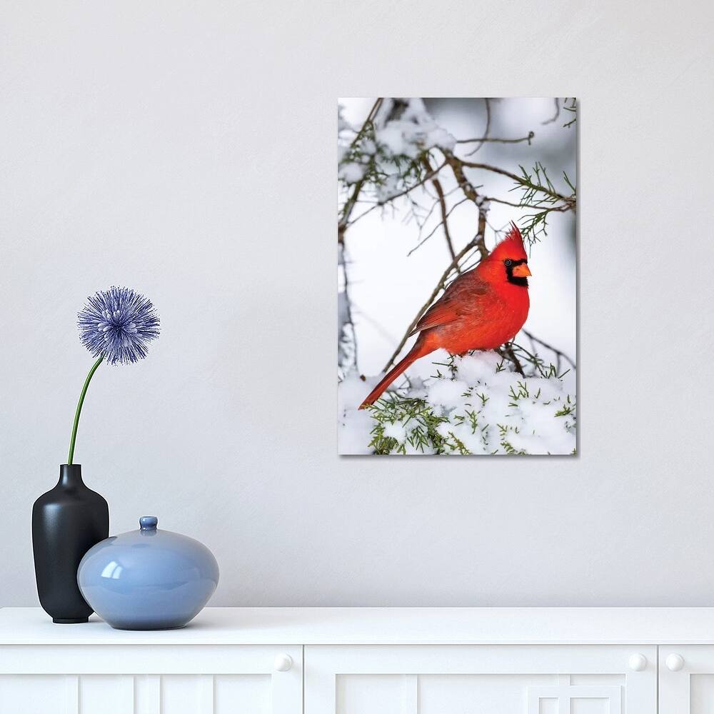 iCanvas "Northern Cardinal Perching On Snowcapped Juniper Tree Branch, Marion County, Illinois" by Panoramic Images Canvas Print