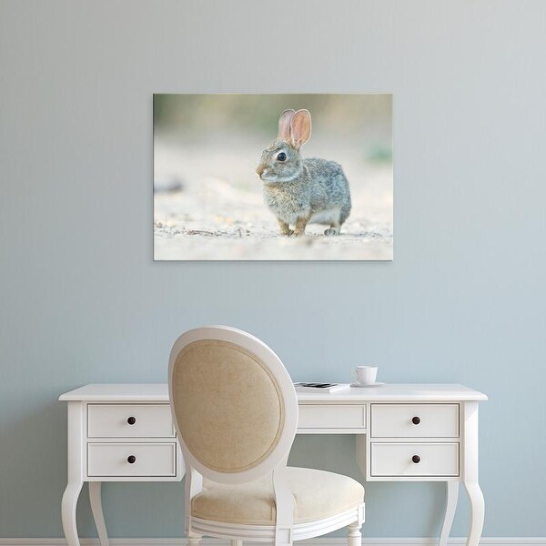 Easy Art Prints Rob Tilley's 'Desert Cottontail Rabbit' Premium Canvas Art