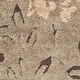preview thumbnail 32 of 41, SAFAVIEH Florida Shag Seeta Floral Area 1.2-inch Thick Rug
