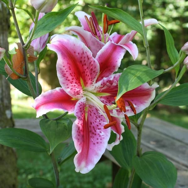 Giant Stargazer Lily Flowers - 12 Bulbs - Attracts Butterflies, Bees & Hummingbirds