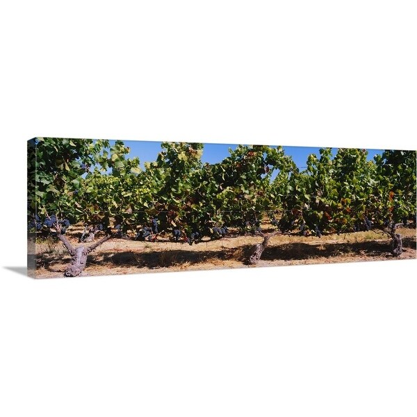 "Grape vines in a vineyard, Napa Valley, Napa County, California" Canvas Wall Art
