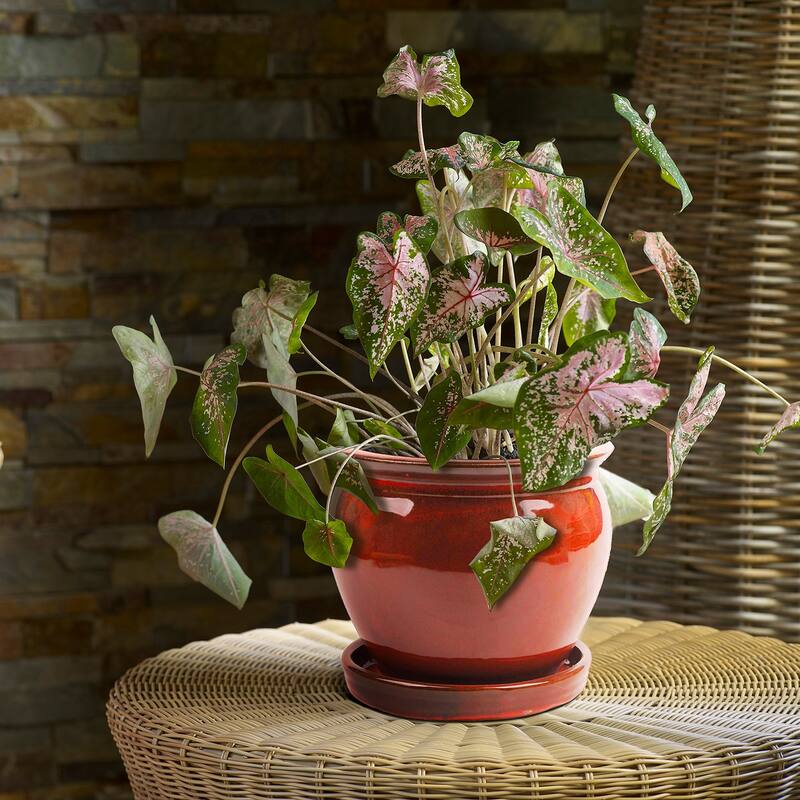 Southern Patio Wisteria 8 Inch Diameter Ceramic Planter Pot with Saucer, Red - 4.41