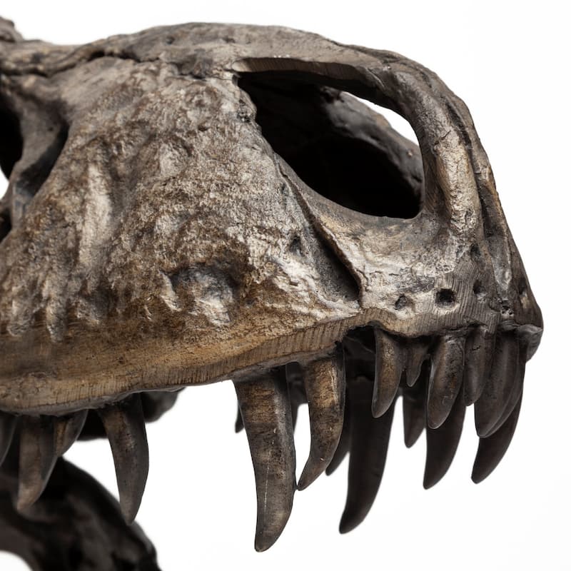 Jurassic Brown Resin Tyrannosaurus Skull Replica - 10"W x 6"L x 12"H