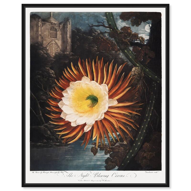 Night-Blowing Cereus 1807 Canvas by Art Remedy - 20" x 24" - Black