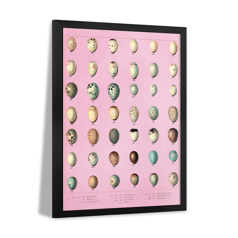 Sparrow and Finch Bird Eggs Premium Framed Poster by Piddix
