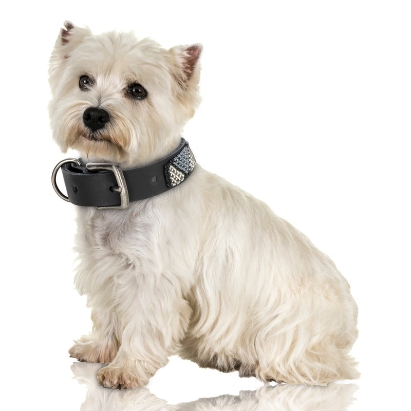 Jabu Jewelry Louis Leather Dog Collar