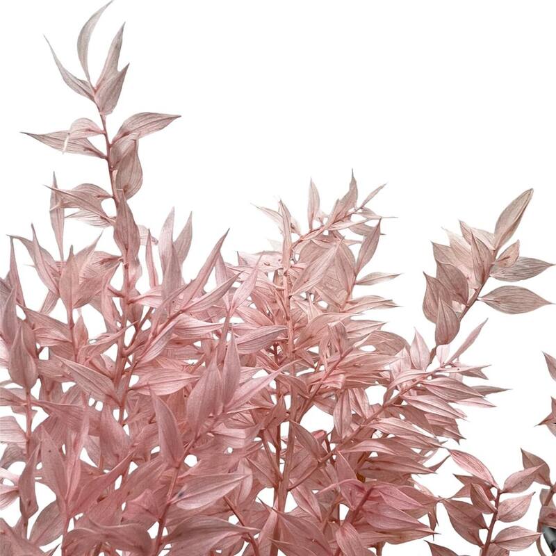 Bundle of 4 Preserved Ruscus,22-24" long - 22-24 inch