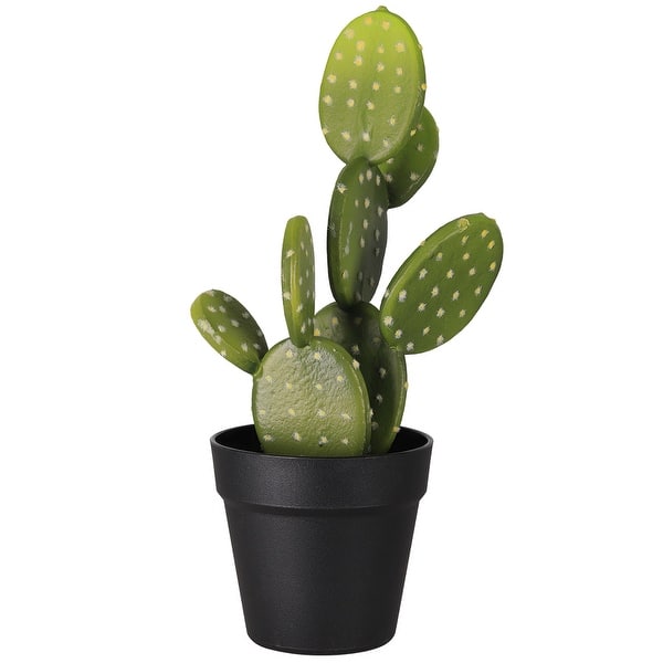 sansevieria cylindrica erde Babypflanze Cylindrica kaufen – Green Me Up main image 0