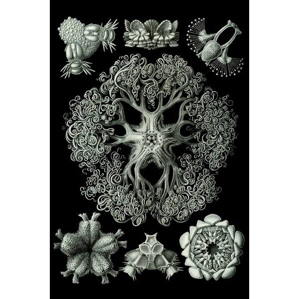 Art Forms Of Nature Ophiodea Brittle Star Ernst Haeckel Artwork Art Print Multiple Sizes Available 9 X 12 Art Print Overstock