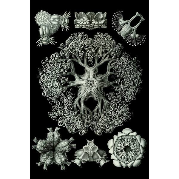 Art Forms Of Nature Ophiodea Brittle Star Ernst Haeckel Artwork Art Print Multiple Sizes Available 9 X 12 Art Print Overstock Art Forms Of Nature Ophiodea Brittle Star Ernst Haeckel Artwork Art Print Multiple Sizes Available 9 X 12 Art Print Overstock