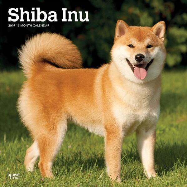 Shiba Inu Wall Calendar Shiba Inu By Browntrout