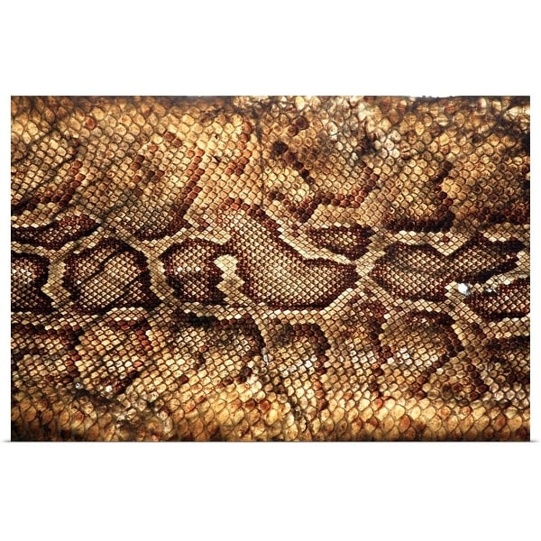 "Close up of Snake skin." Poster Print