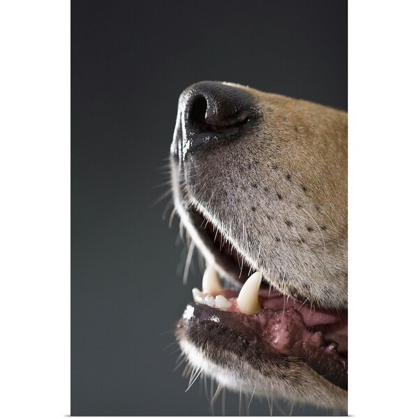"Gold Retriever close-up" Poster Print