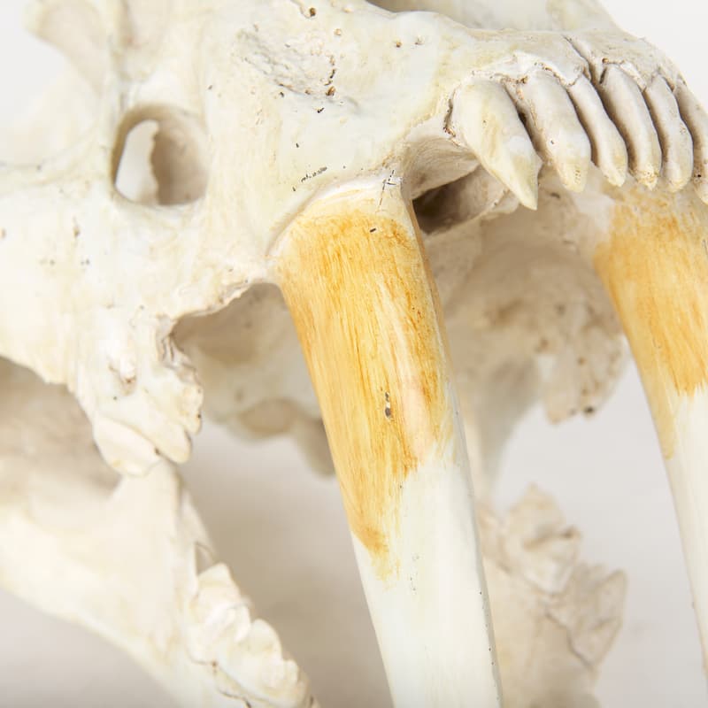Fozzil Off-White Resin Sabertooth Cat Skull Accent Piece - 9.0L x 9.1W x 15.0H