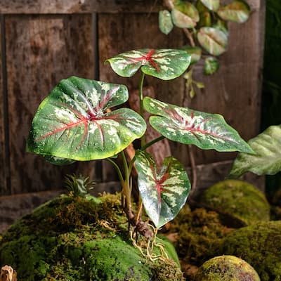 RusticReach Faux Rooted Bunch Alocasia 19" Tall