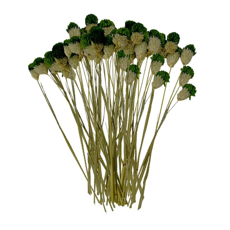 Bundle of 4 Dried Gomphrena Globosa, 22-24" long ,16 pcs/bunch - 22-24 inch - Dark Green
