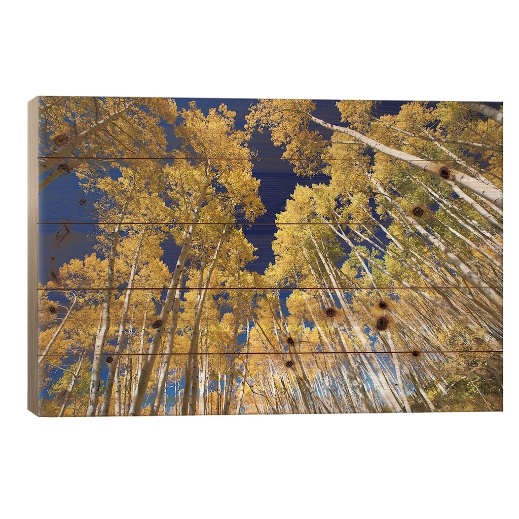 Aspen Trees In A Forest, Maroon Bells, Maroon Creek Valley, Colorado, USA VI Print On Wood by Panoramic Images - Multi-Color