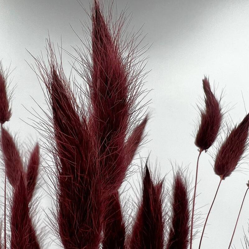 Bundle of 4 Bunch Dried Bunny Tails Grass-20-24" apx 1 oz - 20 to 24 inch