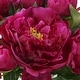 preview thumbnail 4 of 3, Uttermost Prima Peony Bouquet - 12.5"W x 12"H x 12.5"D