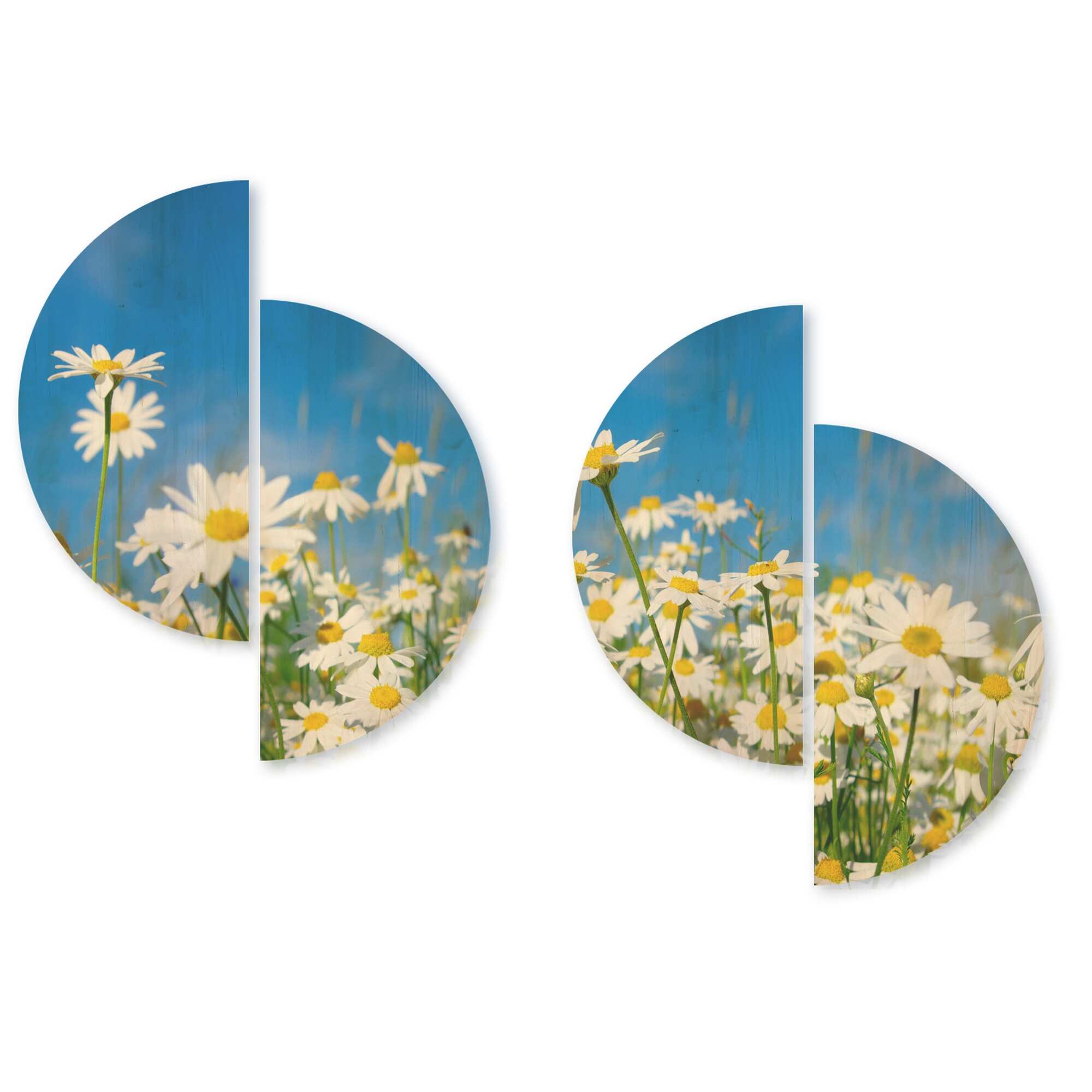 White Daisies 8x10 Art Print - Charming Floral Wall Decor » Pip & Cricket