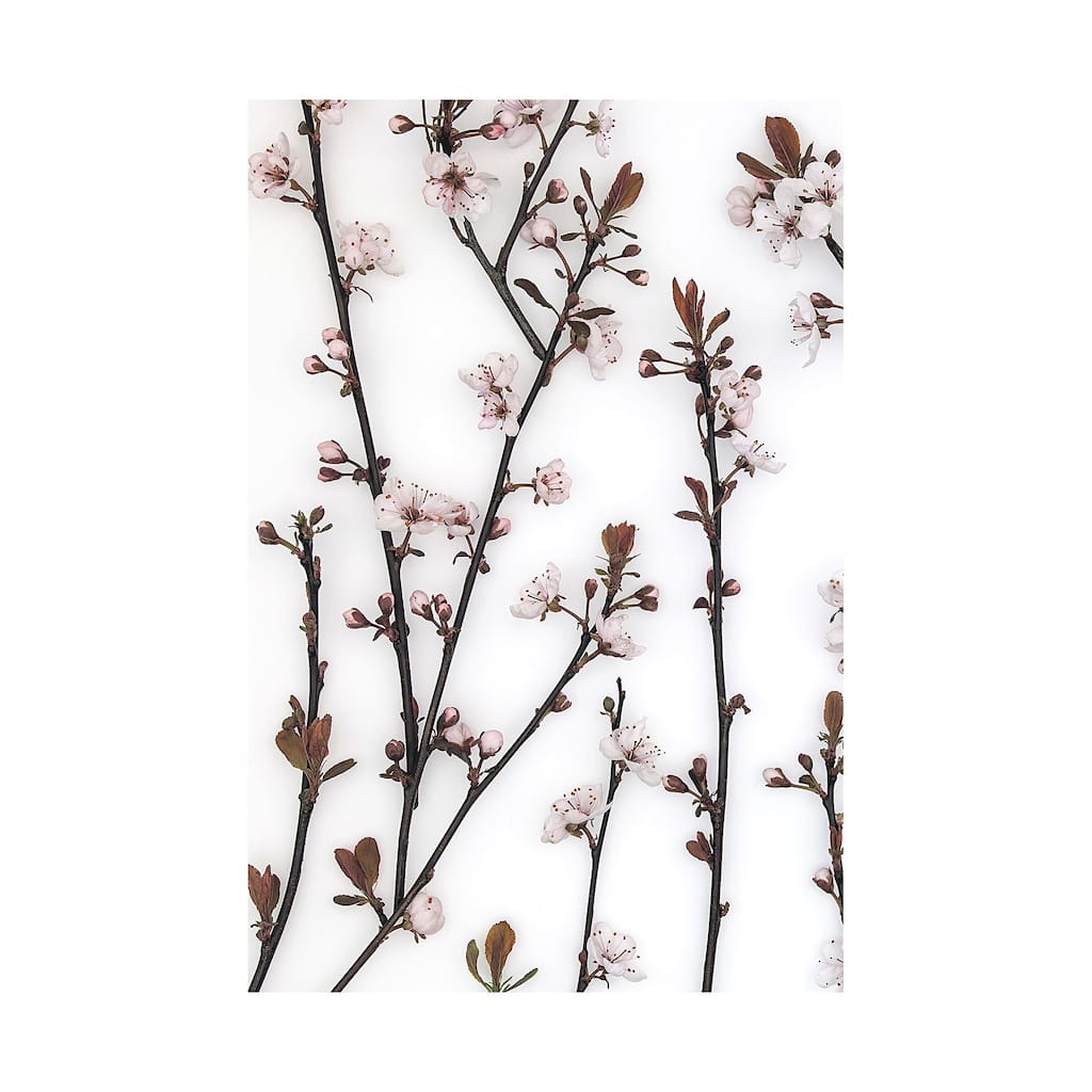 Budding Blossom (40 x 60) Canvas Art Print