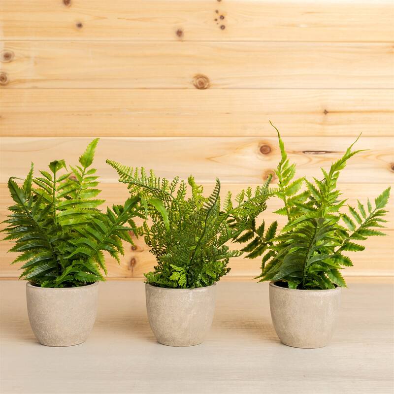 Potted Fern Plant (Set of 3) - 11 x 3.5 x 9.5