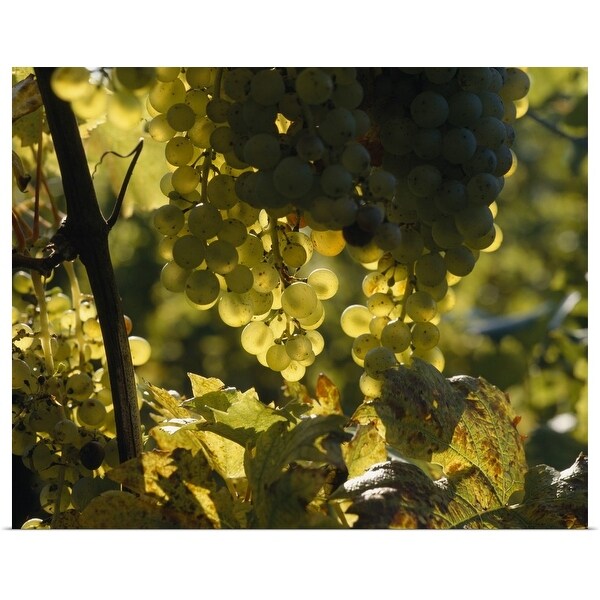 "Bunches of grapes hanging on vines" Poster Print