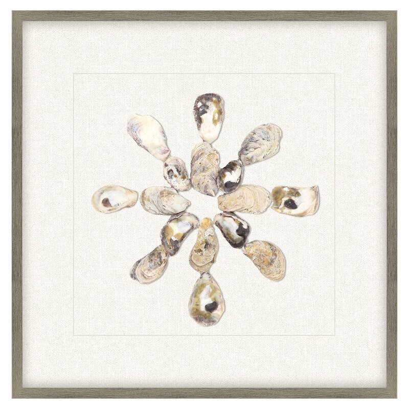 Oyster Shell I Framed Exclusive Mixed Media Under Glass - Multi-Color - 22 X 22 X 3