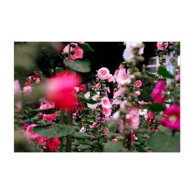 Taipei Taiwan Taiwanese MRT Garden Photography Plant Art Print/Poster