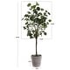 preview thumbnail 3 of 8, SAFAVIEH Polyscias Fruticosa 37-Inch Faux Plant - 16.9" W x 13" L x 49" H