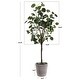 preview thumbnail 5 of 3, SAFAVIEH Faux Polyscias Fruticosa Potted Tree - 16.9" W x 13" L x 49" H