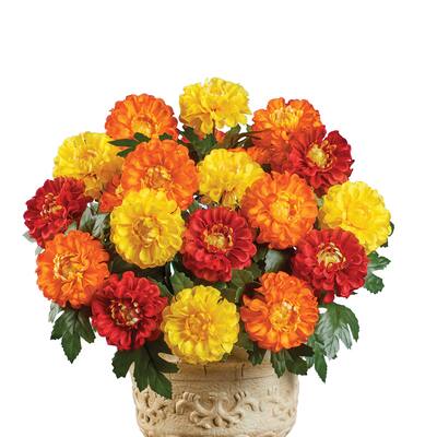 Marigold Mixed Arrangement Bushes - Set of 3 - NO SIZE