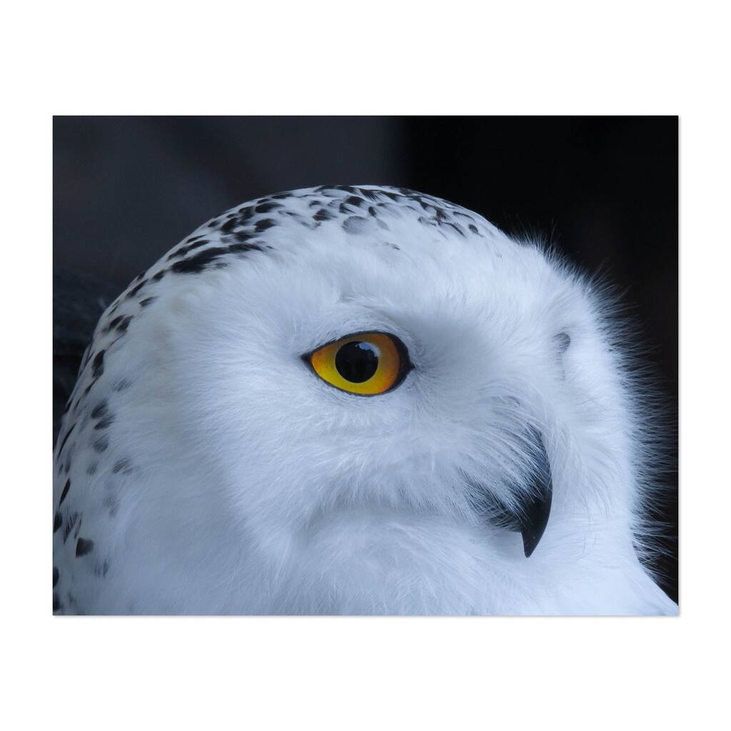 Snowy owl Photography Art Print/Poster