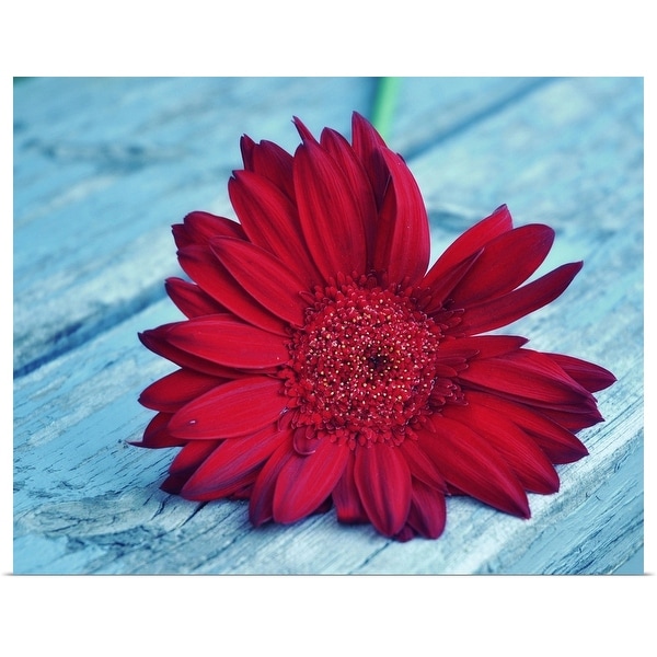 "Red Daisy on wood." Poster Print